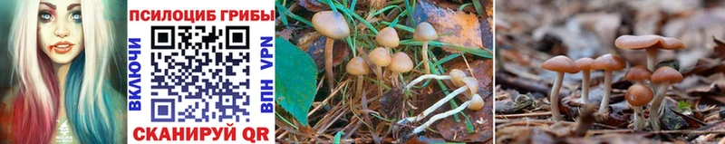 даркнет формула  Красноперекопск  Галлюциногенные грибы MAGIC MUSHROOMS 